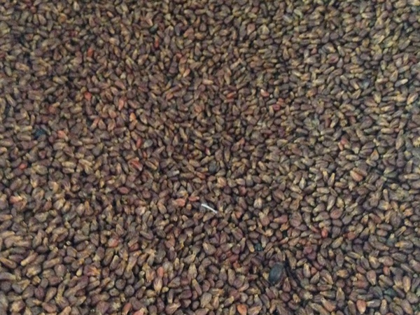 <a href='https://www.lvbad.com/guoshuzhongzi/1887.html' target='_blank'>葡萄种子</a>