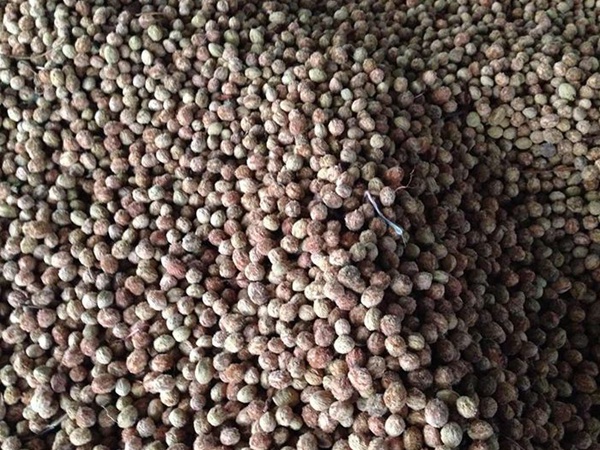 <a href='https://www.lvbad.com/guoshuzhongzi/2187.html' target='_blank'>杨梅种子</a> <a href='https://www.lvbad.com/guoshuzhongzi/2187.html' target='_blank'>杨梅</a><a href='https://www.lvbad.com/' target='_blank'>种子</a>