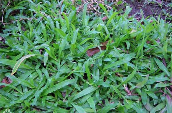 大叶油草