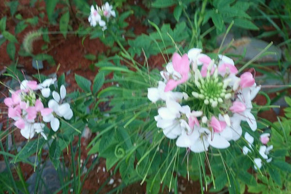 <a href='https://www.lvbad.com/caohuazhongzi/16533.html' target='_blank'>醉碟花</a>
