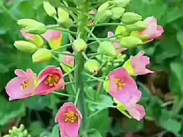 彩色油菜花