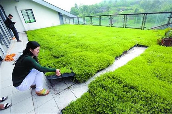 <a href='https://www.lvbad.com/caobenzhiwu/3381.html' target='_blank'>佛甲草</a>屋顶绿化案例