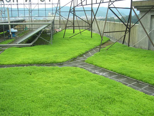 佛甲草屋顶绿化案例