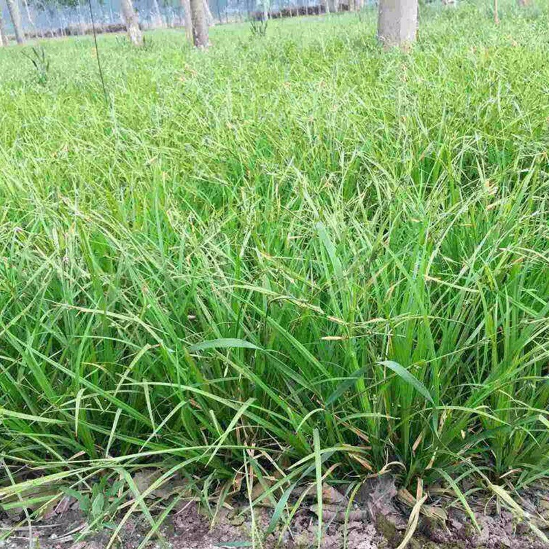 野牛草