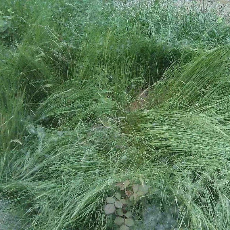 百喜草jpg 百喜草jpg