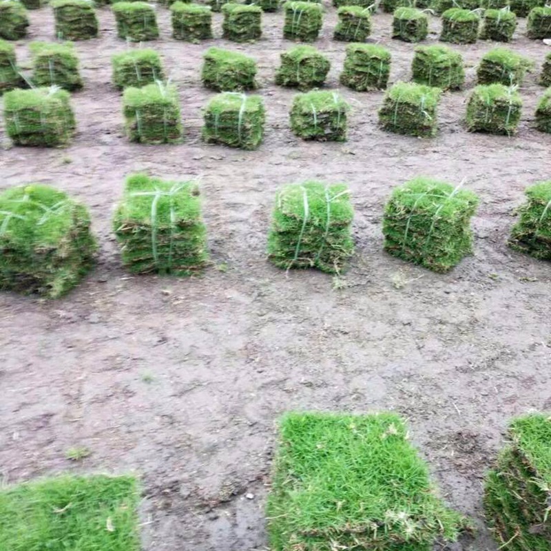 æ¥æ¬ç»ç¼è