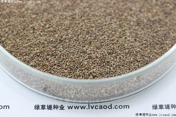 狗牙根种子一斤多少钱种子有什么生长特性