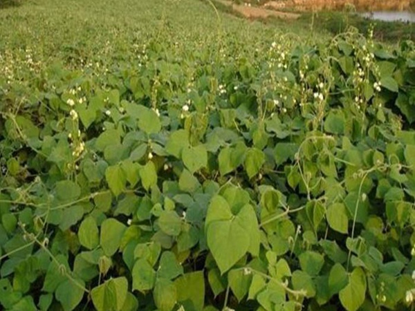 拉巴豆种子