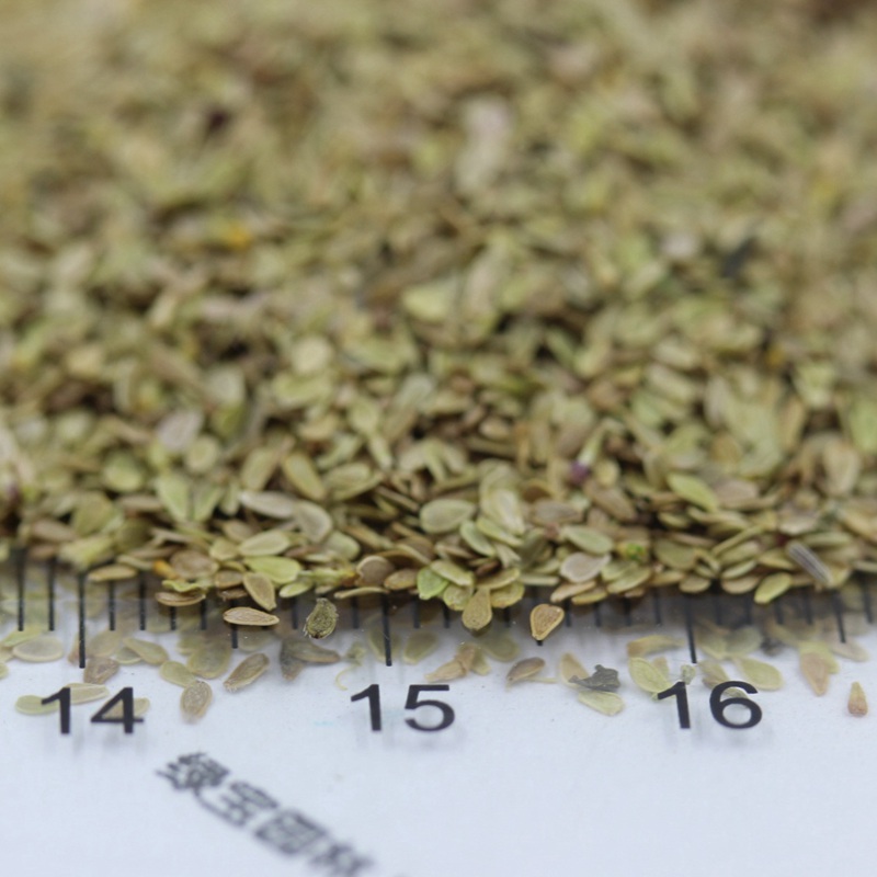 <a href='https://www.lvbad.com/caohuazhongzi/1032.html' target='_blank'>雏菊</a>