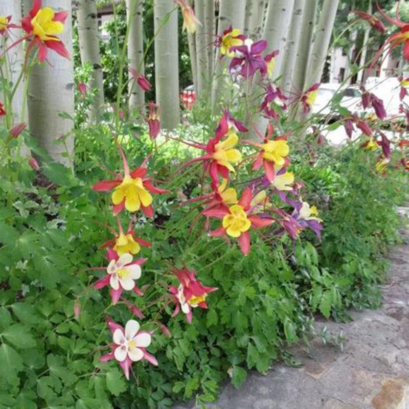 大花耧斗菜
