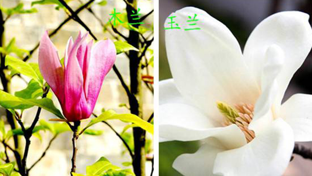 木兰花和<a href='https://www.lvbad.com/linmuzhongzi/1813.html' target='_blank'>玉兰</a>花的区别