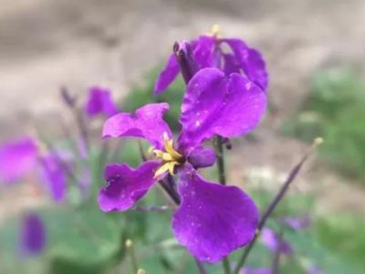 如何分辨二月兰和紫花地丁 有什么区别