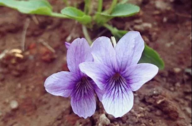 如何分辨二月兰和紫花地丁