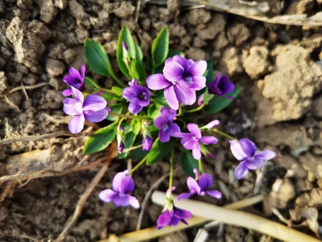 如何分辨二月兰和紫花地丁