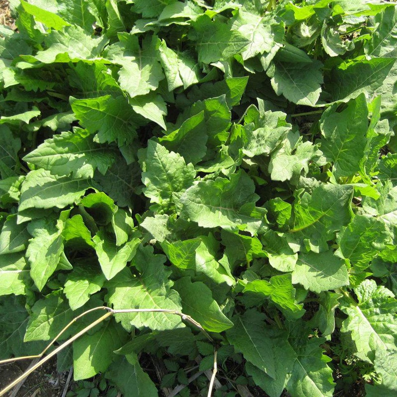 <a href='https://www.lvbad.com/mucaozhongzi/7.html' target='_blank'>串叶松香草</a>的价值以及栽培技术介绍