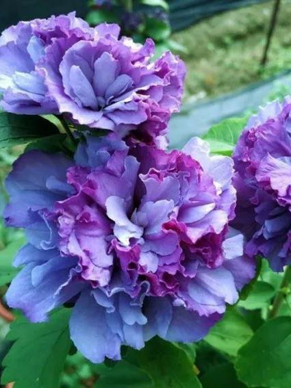 6种绝世冰蓝花，种1棵就清凉一夏！