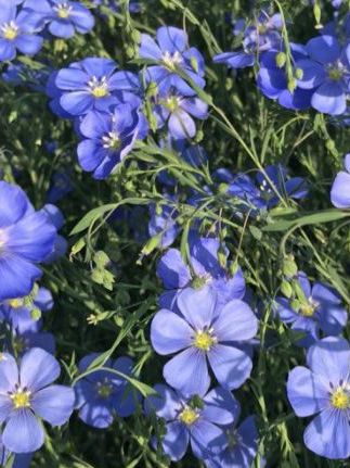 6种绝世冰蓝花，种1棵就清凉一夏！