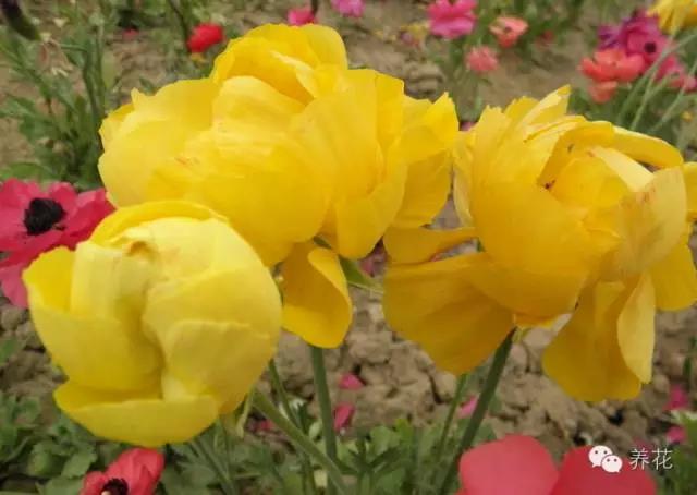 花菱草的介绍如何养殖花菱草
