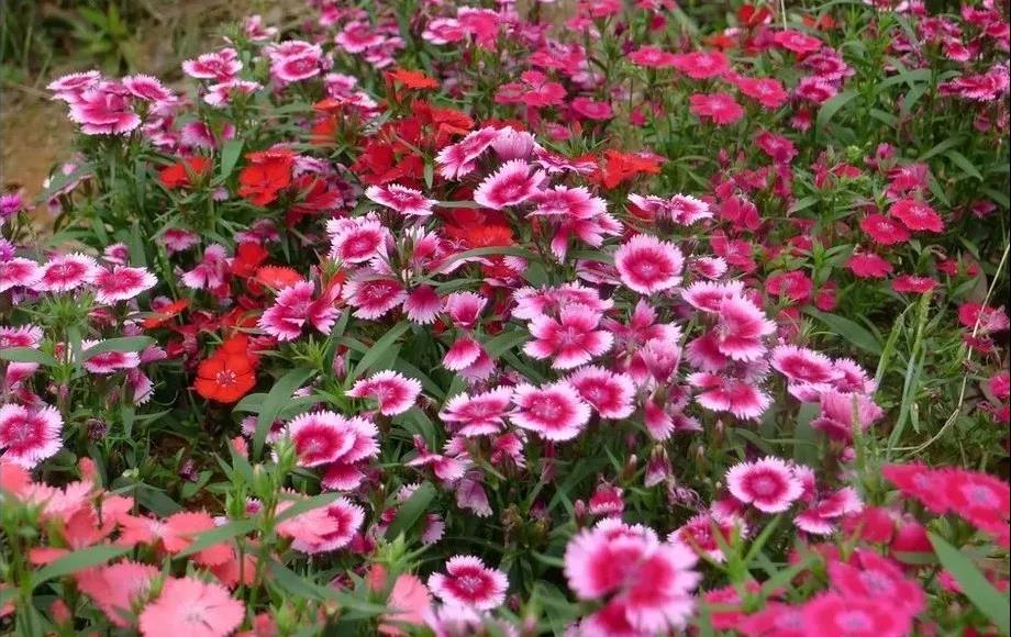 美国石竹盛放时花团锦簇像一片生机勃勃的花毯