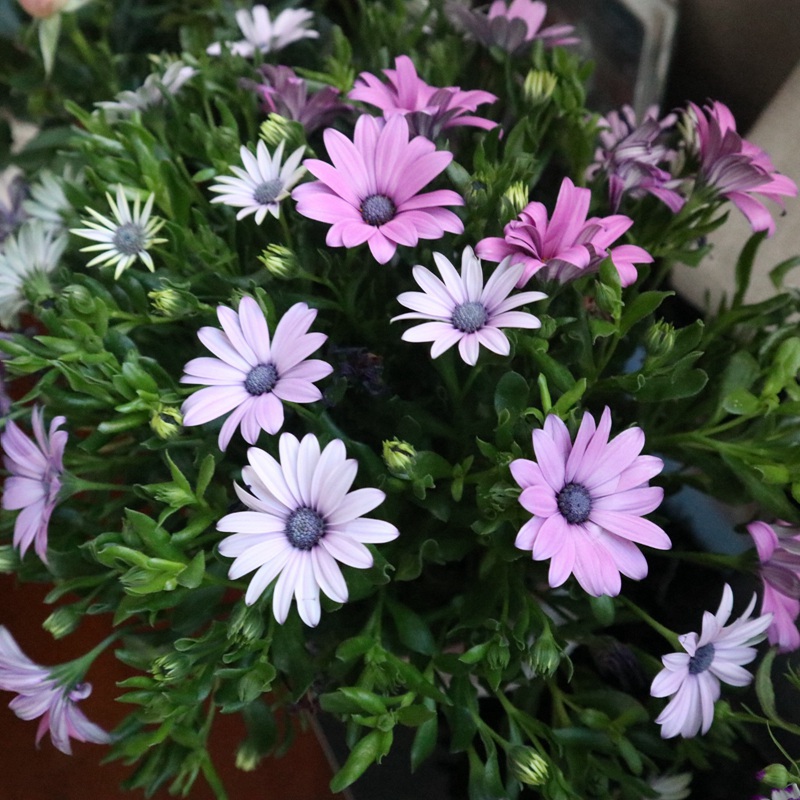 <a href='https://www.lvbad.com/caohuazhongzi/1604.html' target='_blank'>南非万寿菊</a>是菊花中的开花机器，1年开花8个月