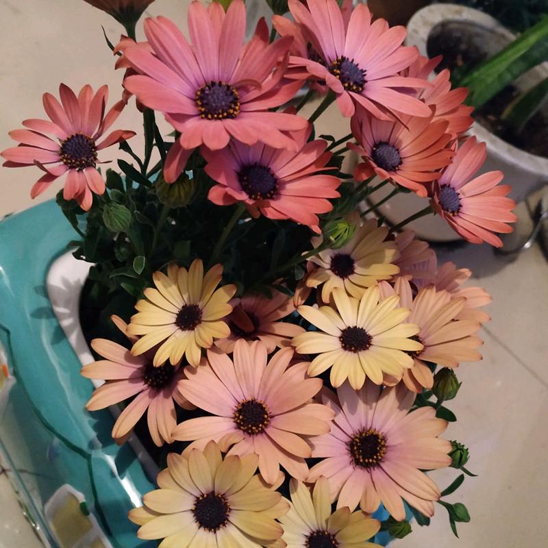 <a href='https://www.lvbad.com/caohuazhongzi/1604.html' target='_blank'>南非万寿菊</a>是菊花中的开花机器，1年开花8个月