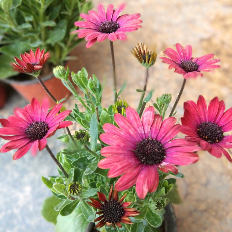 <a href='https://www.lvbad.com/caohuazhongzi/1604.html' target='_blank'>南非万寿菊</a>是菊花中的开花机器，1年开花8个月