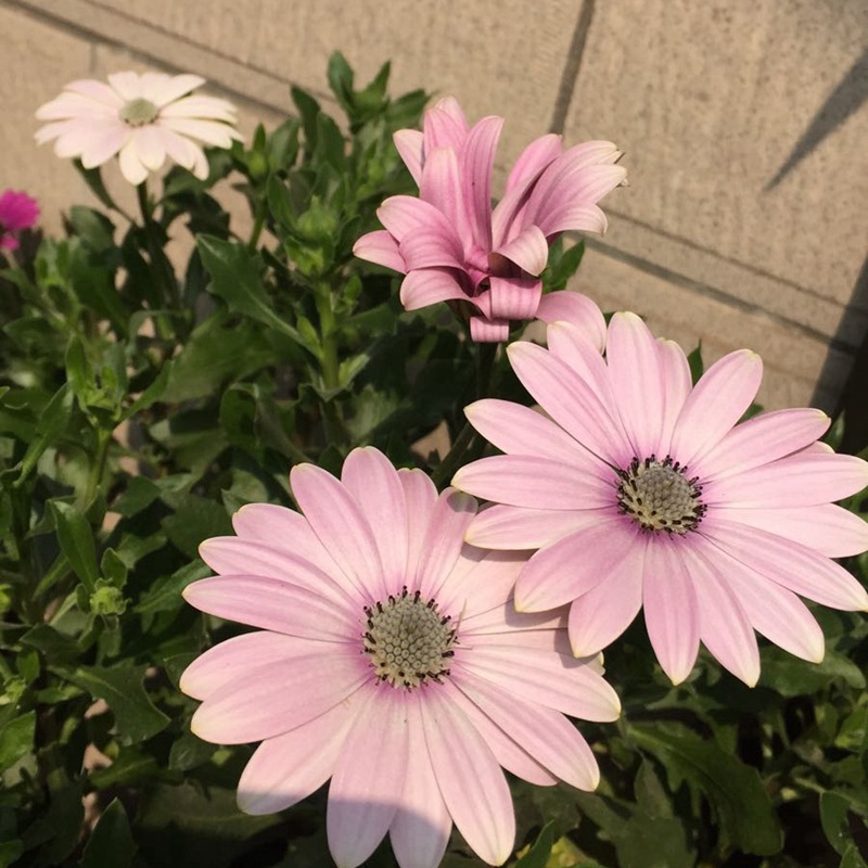 南非<a href='https://www.lvbad.com/caohuazhongzi/1631.html' target='_blank'>万寿菊</a>是菊花中的开花机器，1年开花8个月