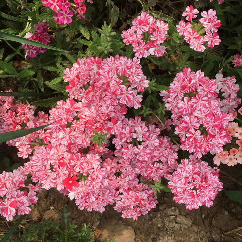 绿植的养护--美女樱