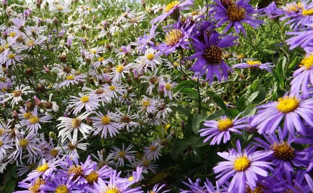 常年花开不停的紫苑花，买点种子撒院子就能活，养花盆里能开满盆