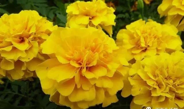 这种花居然叫做孔雀草，一直以为是<a href='https://www.lvbad.com/caohuazhongzi/16045.html' target='_blank'>太阳花</a>呢，这次又长知识了！