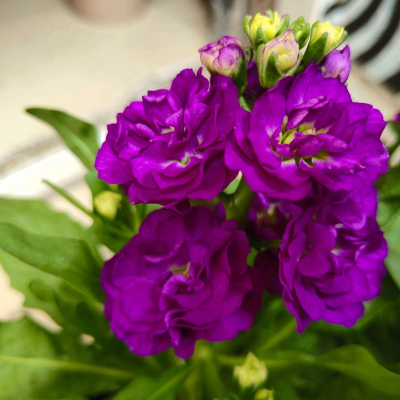 紫罗兰的养护和17种常见鲜切花的保养