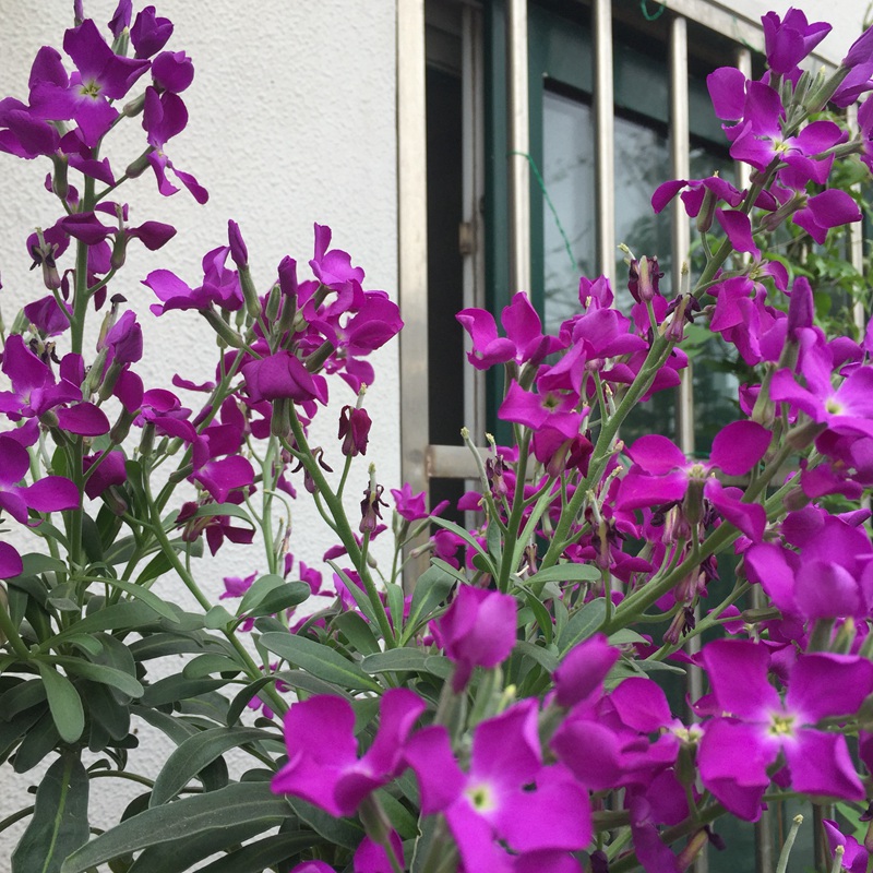 紫罗兰的养护和17种常见鲜切花的保养