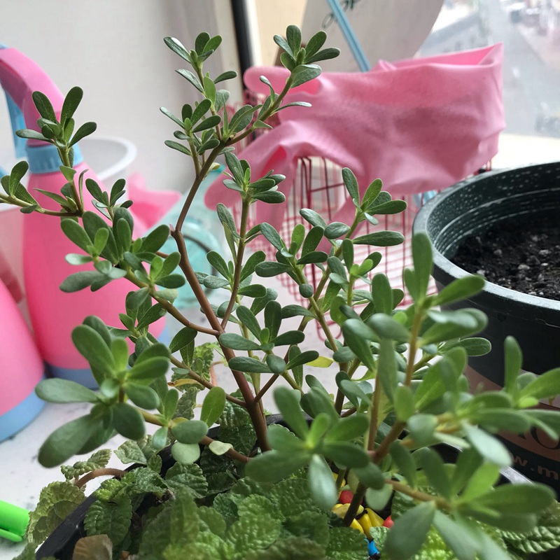 马齿苋的这么多功效你知道吗
