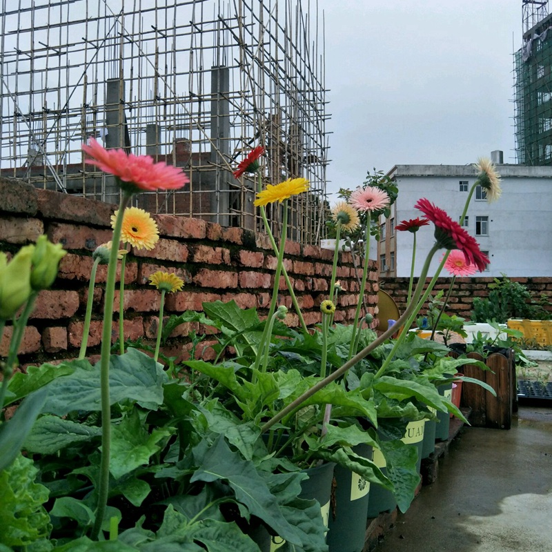 花朵五顏六色的非洲菊，養院子和窗臺上都能花開燦爛