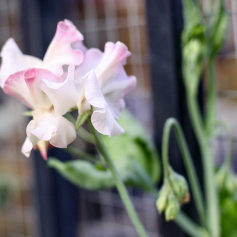 香豌豆的来源和种植要点