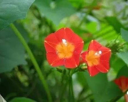 【春播小花】茑萝（五角星花）的养护和品种介绍