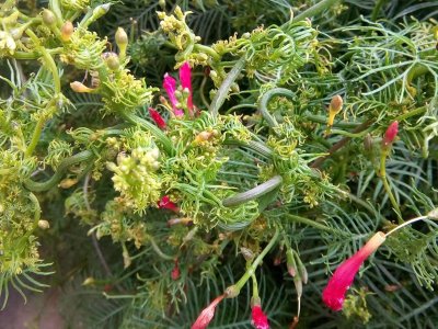 【春播小花】茑萝（五角星花）的养护和品种介绍