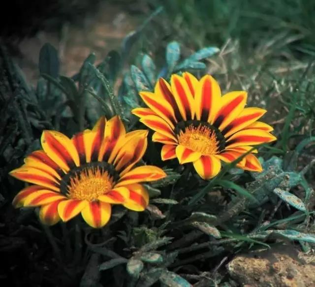 「勋章菊」的种植方法-花卉种子