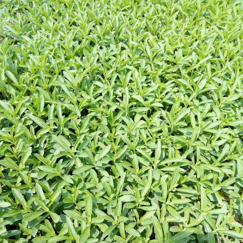 甜叶菊的种植技术和病虫害防治