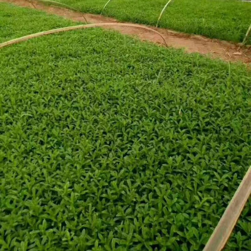 甜叶菊的种植技术和病虫害防治