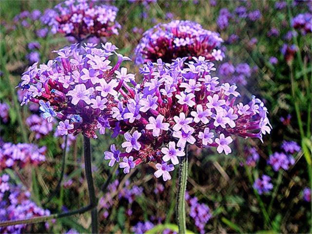 柳叶<a href='https://www.lvbad.com/caohuazhongzi/1590.html' target='_blank'>马鞭草</a>的详情介绍和种植注意事项