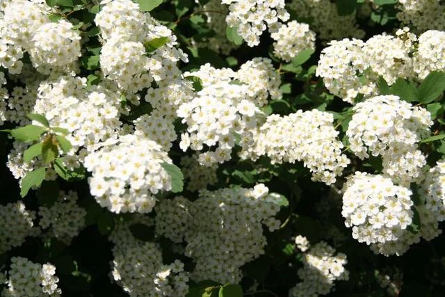 花朵如同白雪一般的<a href='https://www.lvbad.com/caohuazhongzi/1644.html' target='_blank'>绣线菊</a>，特别适合种在围栏旁边