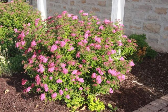 适合养在北方的盆栽绣线菊 耐寒能力强 开花旺盛 花期超长 绿宝园林网