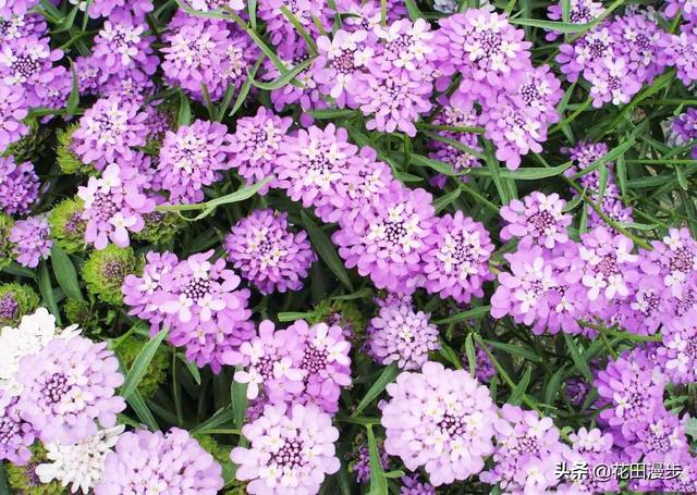<a href='https://www.lvbad.com/caohuazhongzi/1050.html' target='_blank'>蜂室花</a>，给点阳光就花开满园，养殖简单花开鲜艳，适合新手盆栽