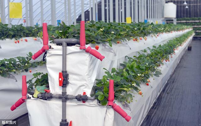 掌握草莓绿色防控技术，提高草莓的商品和食用价值