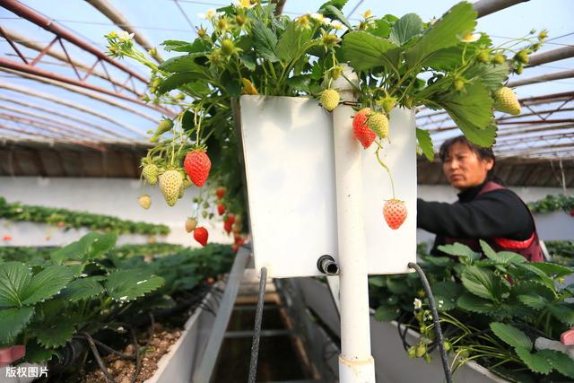 掌握草莓绿色防控技术，提高草莓的商品和食用价值