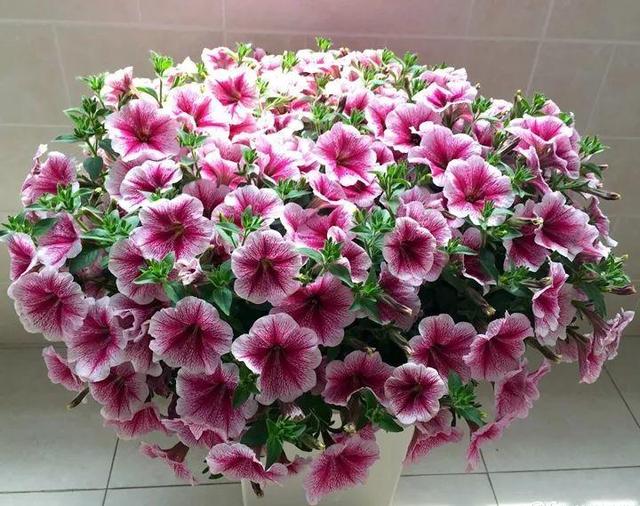 <a href='https://www.lvbad.com/caohuazhongzi/1017.html' target='_blank'>矮牵牛</a>的种植方法 种植简单