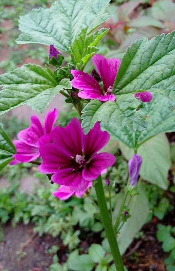 锦葵一般在什么时候播种较好