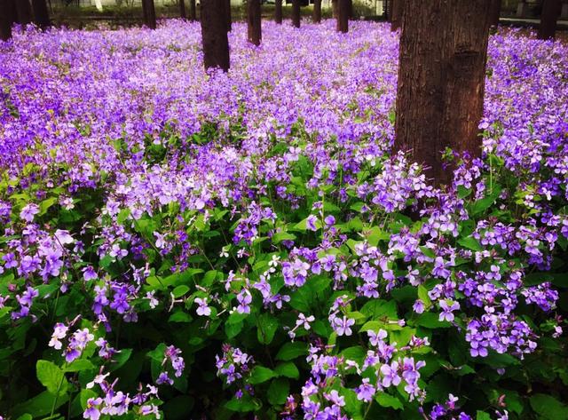 二月兰的主要种植技术及主要价值