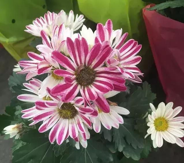 小<a href='https://www.lvbad.com/caohuazhongzi/1032.html' target='_blank'>雏菊</a>如何养护，做到以下四点